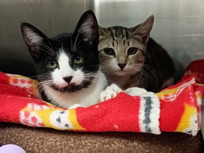 BOOT SCOOT - Domestic Shorthair available for adoption