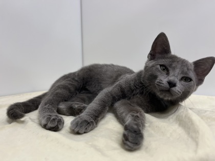 CLEO - Domestic Shorthair available for adoption
