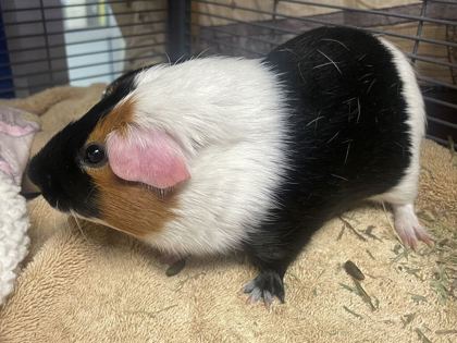 CRUMPET - Guinea Pig available for adoption