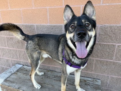 JASON - Siberian Husky / Mix available for adoption