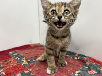KATYA - Domestic Shorthair available for adoption
