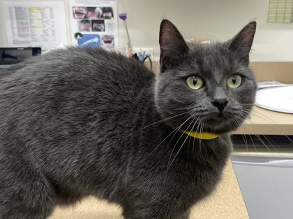 OSITA - Domestic Shorthair available for adoption