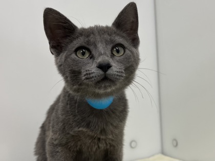 CLEO - Domestic Shorthair available for adoption