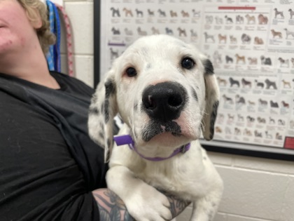 SUMMER NIGHT CITY - Great Pyrenees / Mix available for adoption