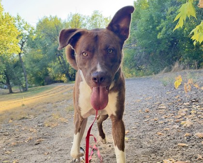 CREED - American Pit Bull Terrier / Mix available for adoption