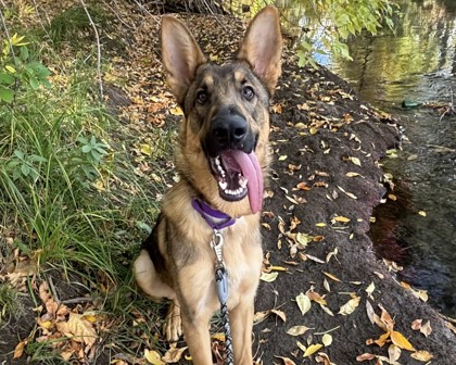 DETROIT - German Shepherd / Mix available for adoption