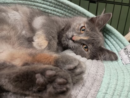 BROCCOLI CHEDDAR SOUP - Domestic Medium Hair available for adoption
