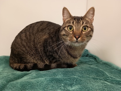 BOKKIE - Domestic Shorthair available for adoption