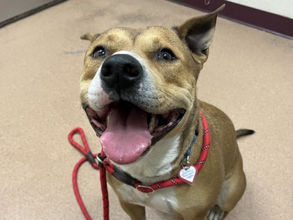 ANISE - American Pit Bull Terrier / Mix available for adoption