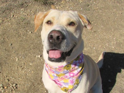 BIRDIE - Labrador Retriever / Mix available for adoption