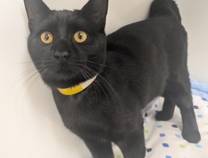 AUGUST - Domestic Shorthair available for adoption