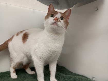PANCAKE - Domestic Shorthair available for adoption