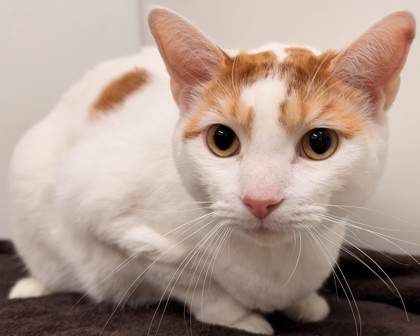 MISH - Domestic Shorthair available for adoption
