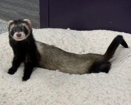 GLINDA - Ferret available for adoption