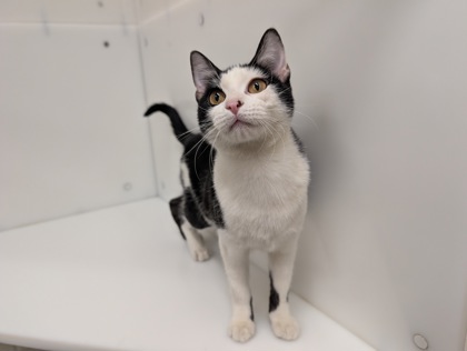 LOYA - Domestic Shorthair available for adoption