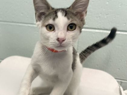 JULIEN - Domestic Shorthair available for adoption