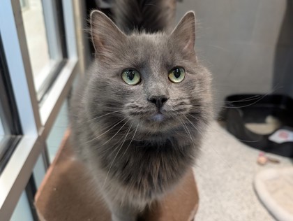 LUNA - Domestic Longhair available for adoption