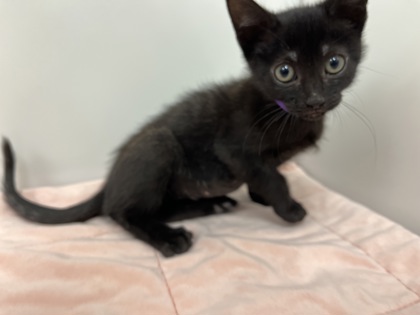 CAIT - Domestic Shorthair available for adoption