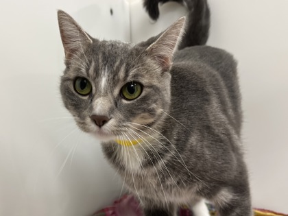 TUTTI-FRUTTI - Domestic Shorthair available for adoption
