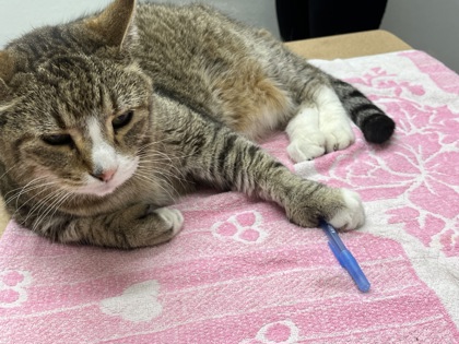CARSON - Domestic Shorthair available for adoption