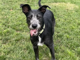 PATRICK - Standard Schnauzer / Mix available for adoption