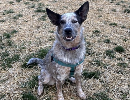 MOUSE - Australian Cattle Dog / Mix available for adoption