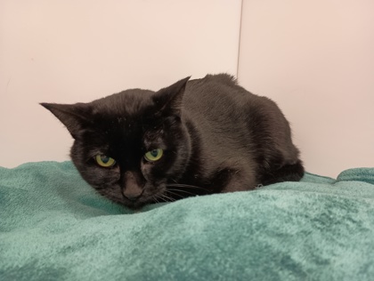 OLIVE - Bombay available for adoption