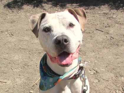 BERNIE - American Pit Bull Terrier / Mix available for adoption