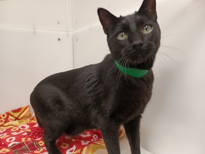 JASPER - Domestic Shorthair available for adoption
