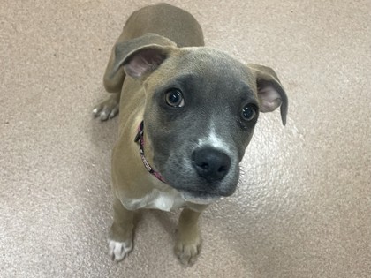 NANCY - American Pit Bull Terrier / Mix available for adoption