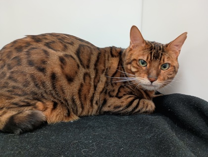 DASH - Bengal available for adoption