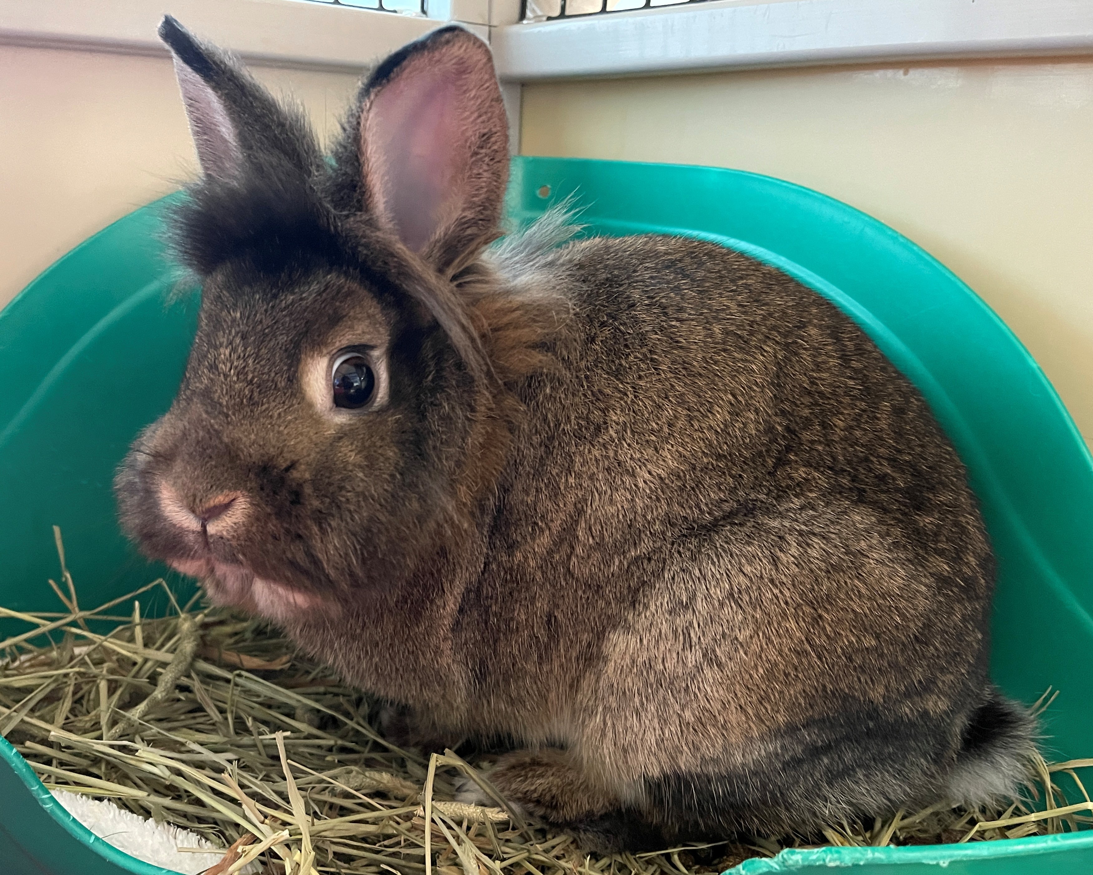 MR. BISCUIT - Lionhead / Rabbit available for adoption