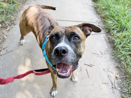 CALLIE - Boxer / Mix available for adoption