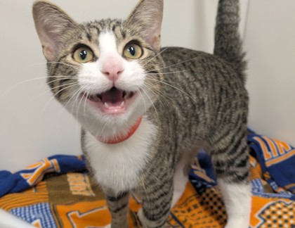 FINN - Domestic Shorthair available for adoption