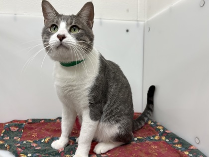 MALCOLM - Domestic Shorthair available for adoption