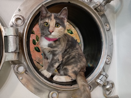 BONNIE - Domestic Shorthair available for adoption