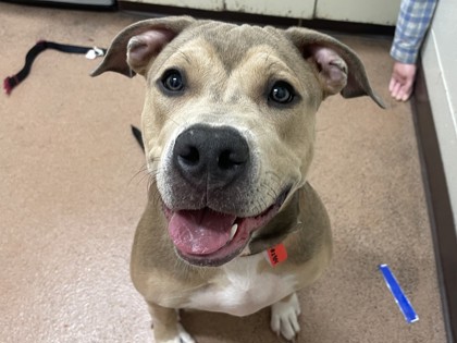 CABANA - American Pit Bull Terrier / Mix available for adoption