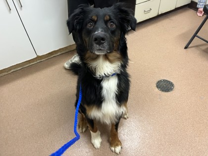 BEN - Australian Shepherd / Mix available for adoption