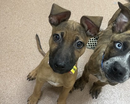 KENNEDY - Shepherd / Mix available for adoption