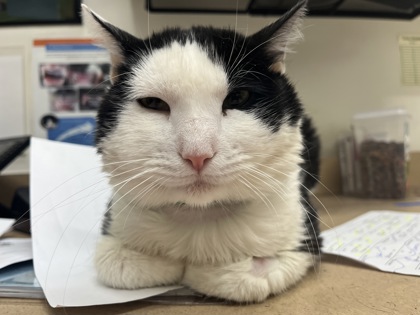 ADMIRAL GILBERT - Domestic Shorthair available for adoption