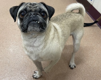 FRANKIE - Pug / Mix available for adoption