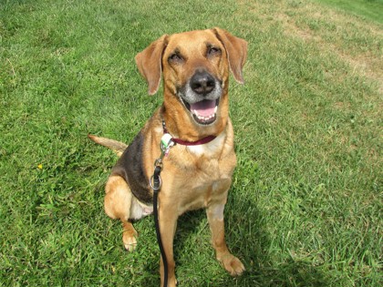 ATHENA - Hound / Mix available for adoption