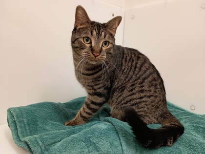SIR WHISKERBEANS - Domestic Shorthair available for adoption