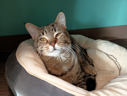 BENZ - Domestic Shorthair available for adoption
