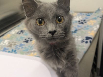 DINO - Domestic Longhair available for adoption