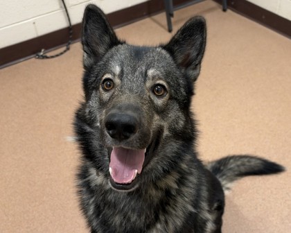 BANDIT - Alaskan Husky / Mix available for adoption