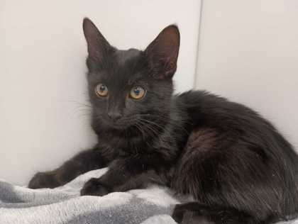 SELKIE - Domestic Shorthair for adoption in Boulder