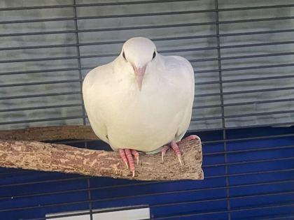 TOMATO - Dove available for adoption