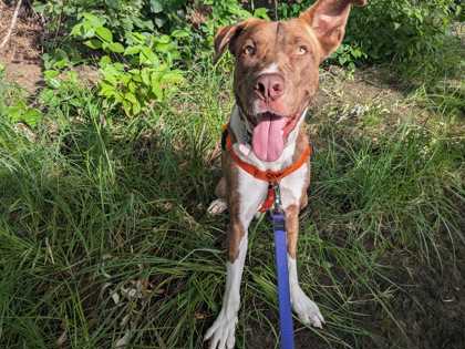 CREED - American Pit Bull Terrier / Mix available for adoption