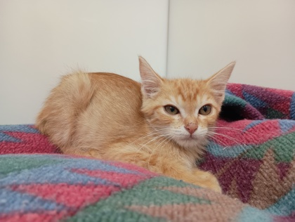 FLEA - Domestic Shorthair available for adoption